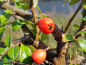 Preview: Kriechmispel Beere